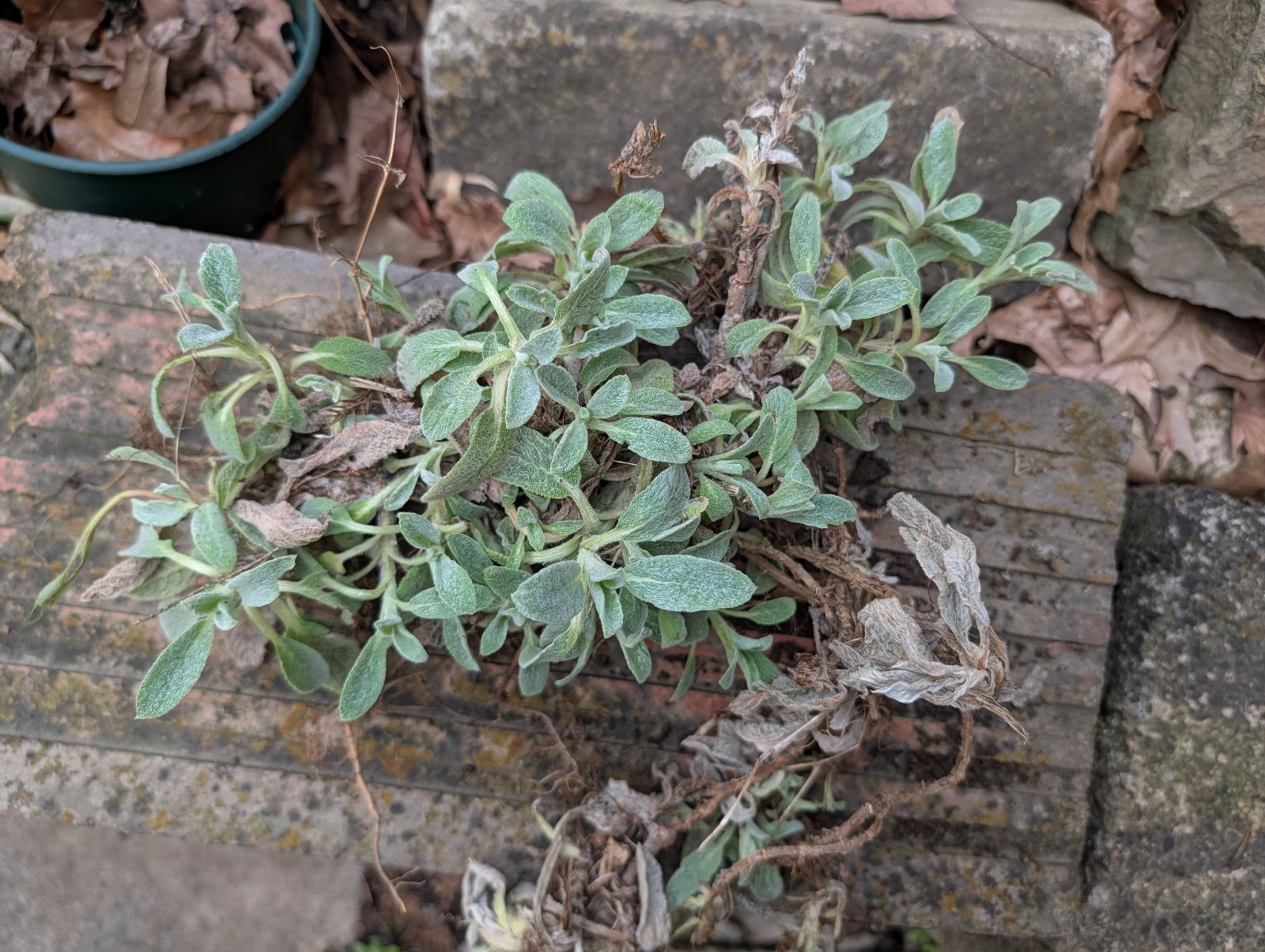 Lambs Ears Live Bareroot Plants Square Foot Perennial Sturdy Lots of Plants
