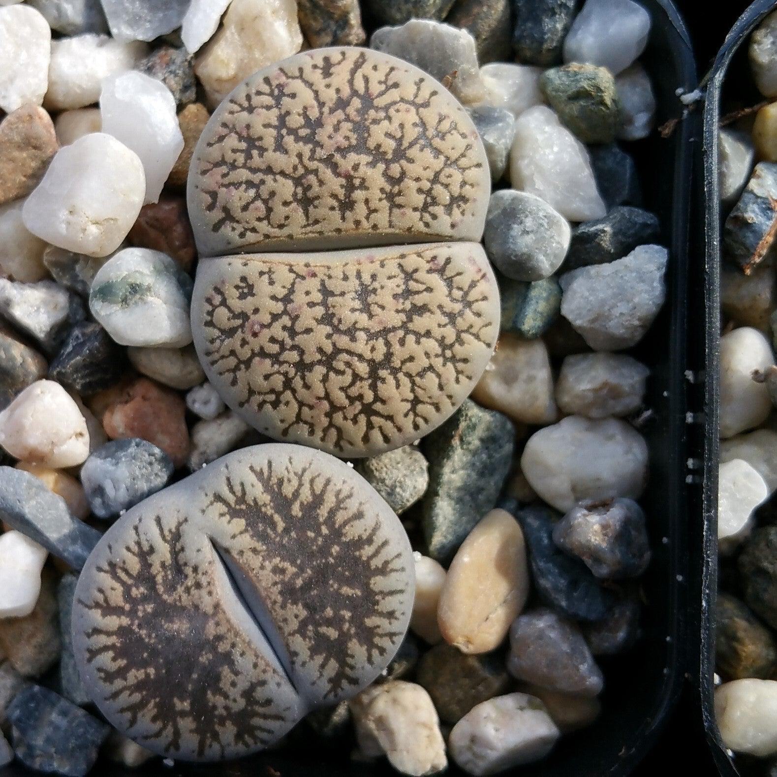 Lithops living stones cactus Cacti Succulent real live plant