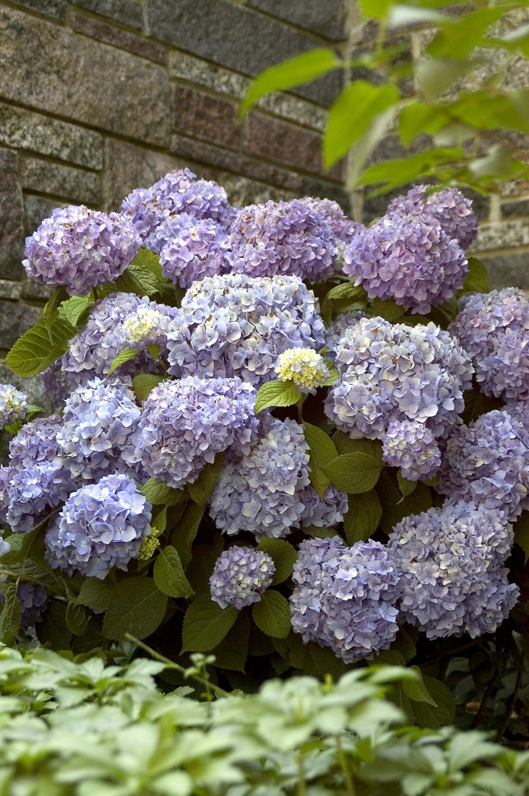 Green Promise Farms Endless Summer Collection – Hydrangea Mac. Endless Summer