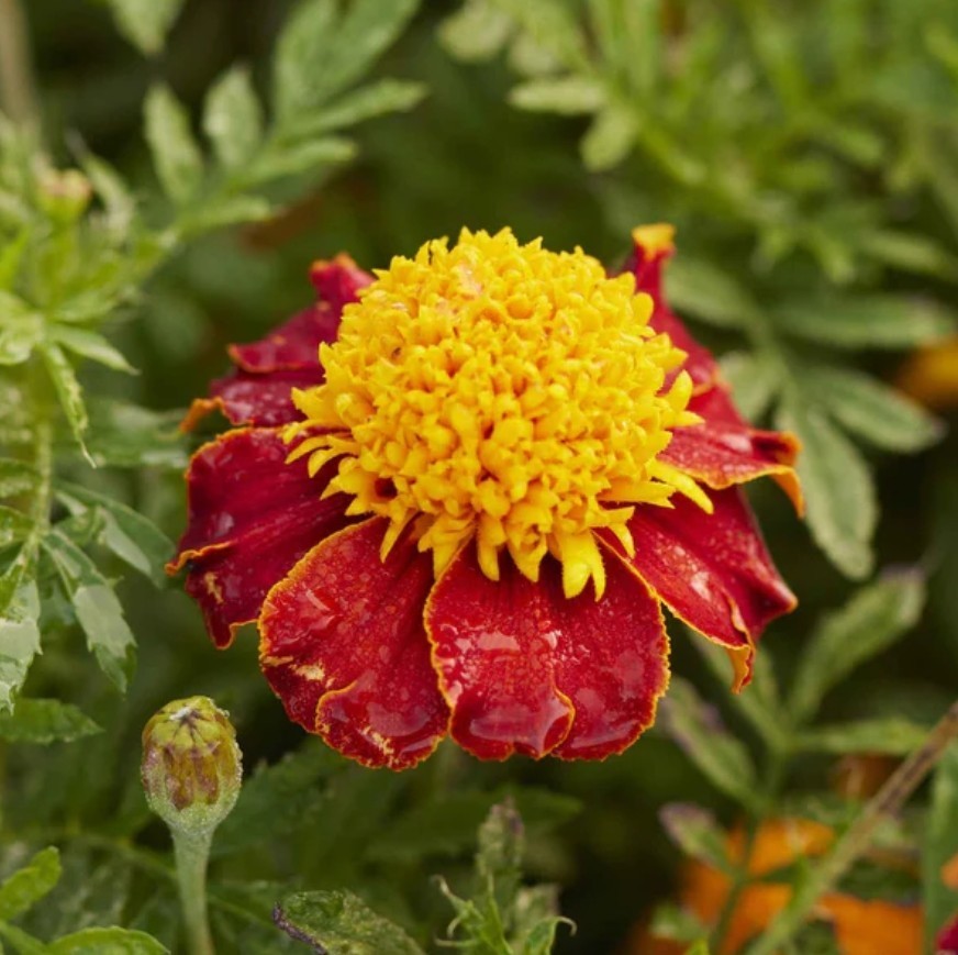 150+ Tiger Eyes French Marigold Seeds **Fresh Seeds* ~~Free Shipping~~