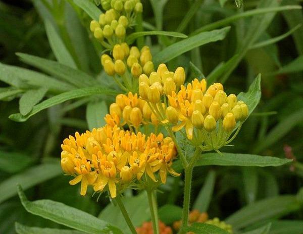 Asclepias tuberosa | Pleurisy Root ‘Hello Yellow’ | 10 Seeds