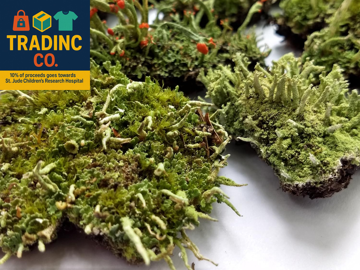 Super Fairy Garden Assortment Moss and Lichen for Terrarium, 6″X9″ Bag