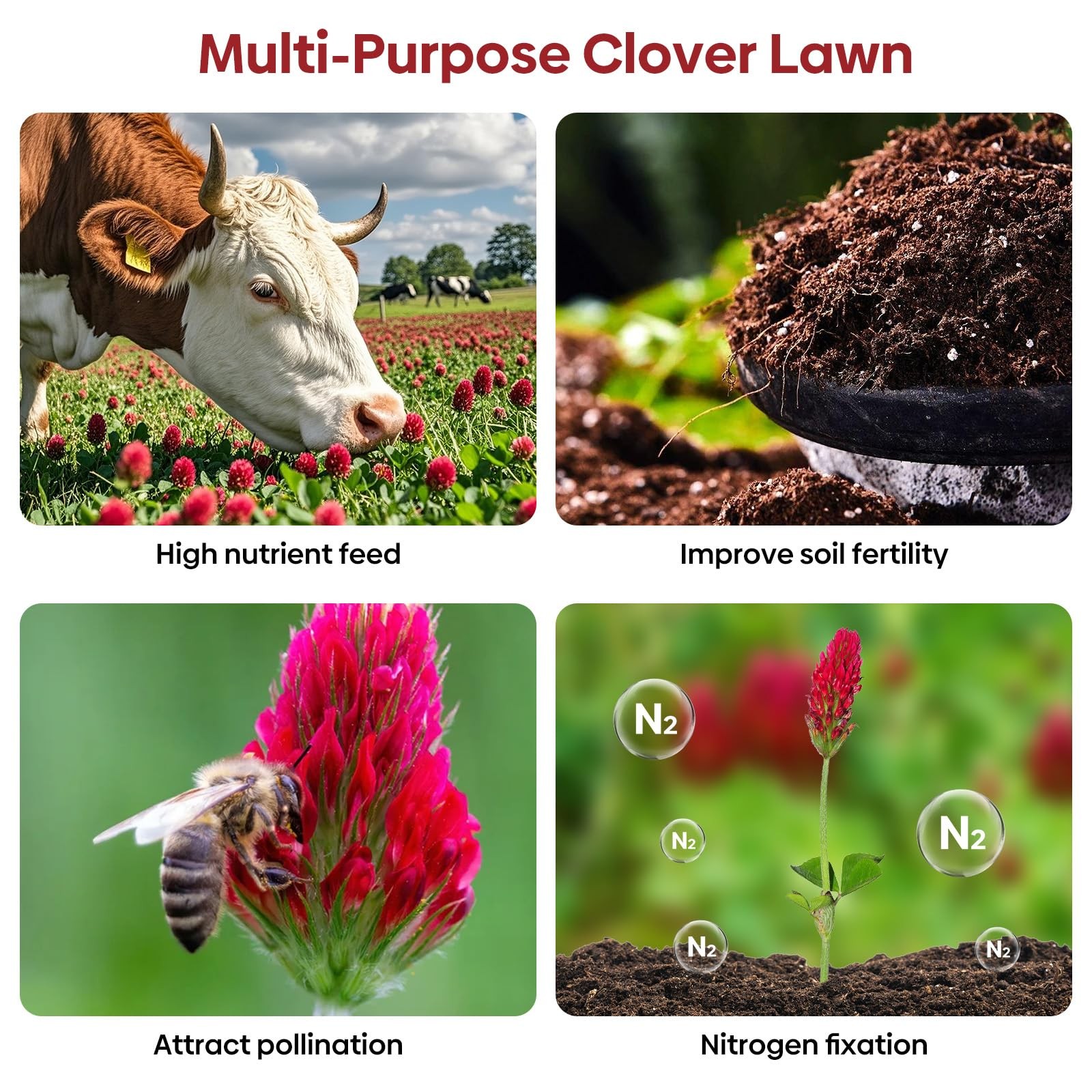 Crimson Clover Seeds 2 Lbs Annual Red For Lawn Garden Pasture Attracts Pollinato