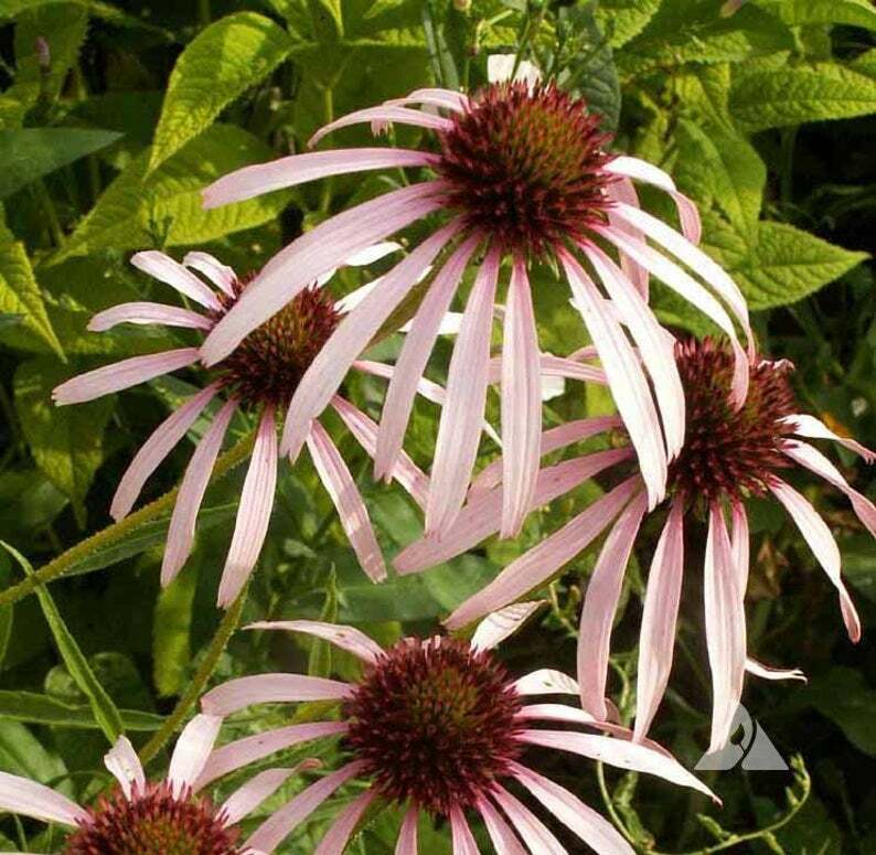 Coneflower CONEHEAD Mix Echinacea 90% Perennials 7 Flower Species USA 400+ Seeds