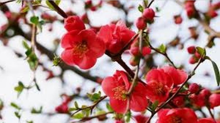 5 cuttings of flowering quince – Chaenomeles speciosa, double scarlet flowers