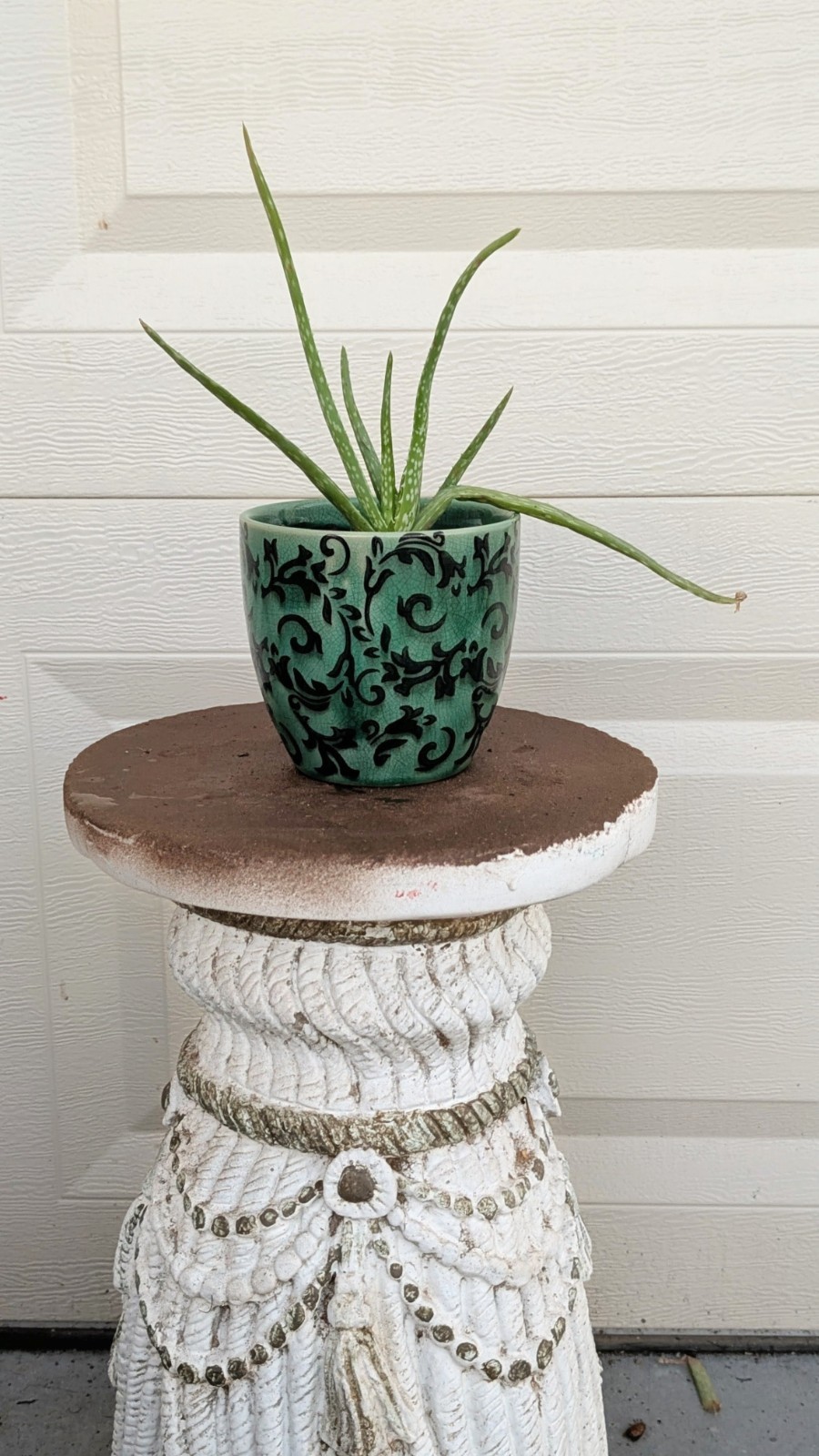 Live Aloe Vera Plant in Green Ceramic Planter With Black Floral Vines Design
