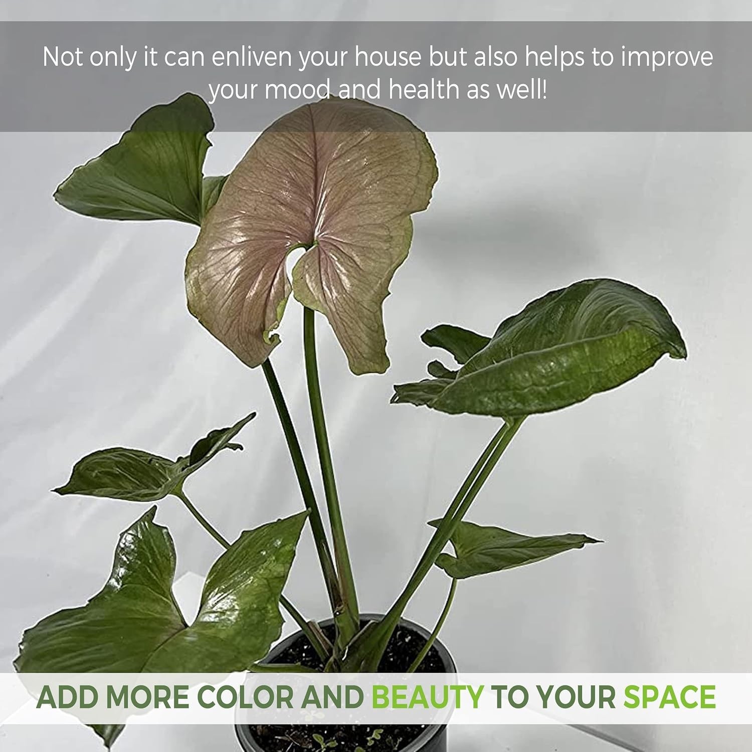 Syngonium Mango Allusion (Pack of 2) by LEAL PLANTS ECUADOR Live Indoor Plant