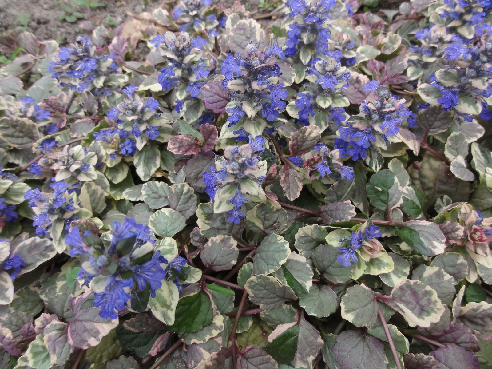 Ajuga Burgundy Glow 25 Plants in 3-1/2 inch Pots