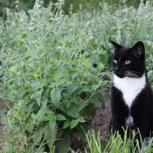 CATNIP Seeds Perennial Herb Cat Lovers Happy Kitty Cat Non-GMO 200 Seeds!