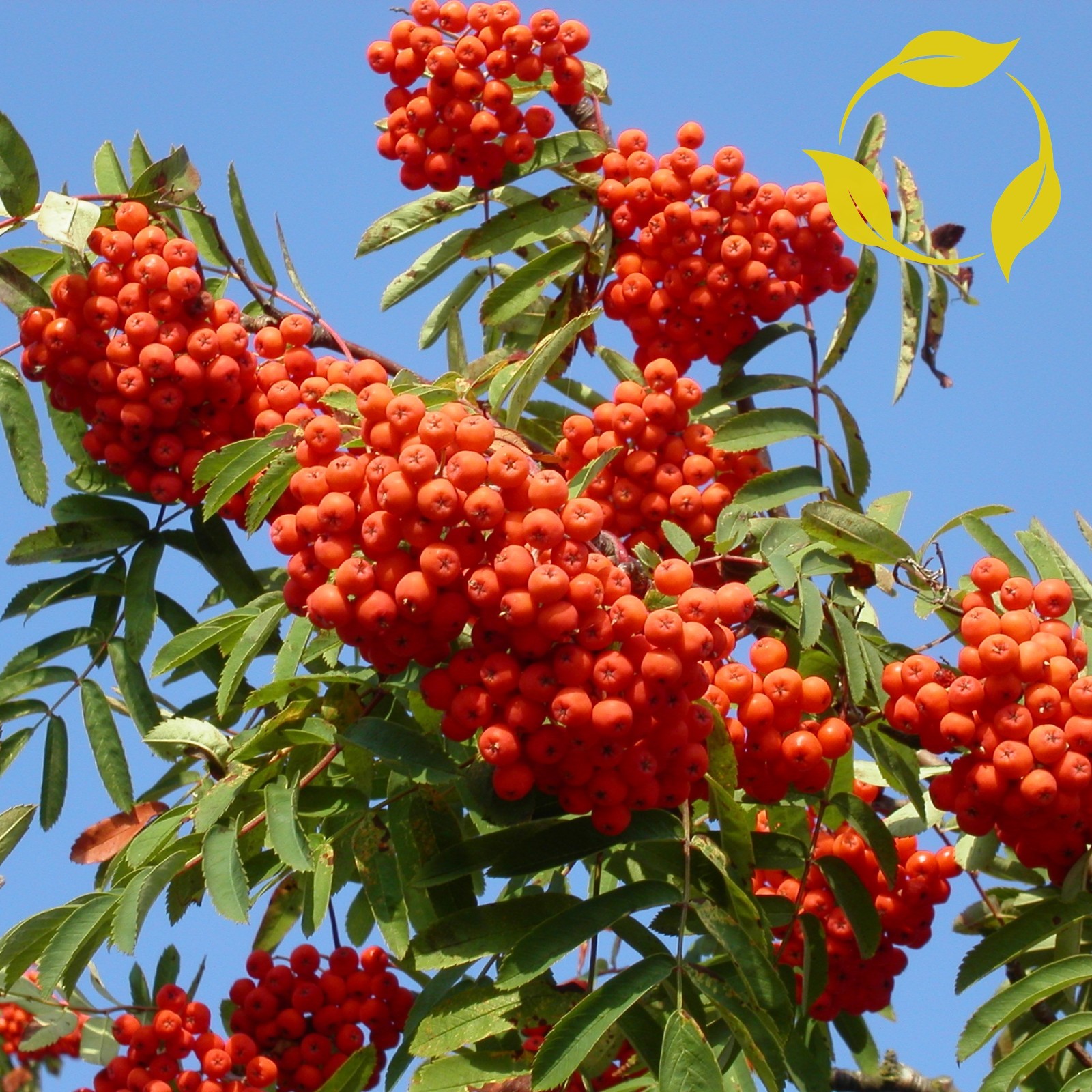 EUROPEAN MOUNTAIN ASH Sorbus Aucuparia 20,50 SEEDS