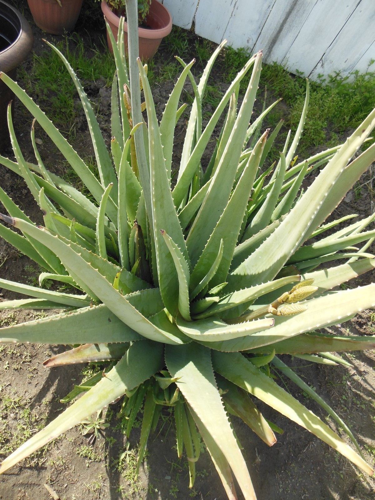 ALOE VERA 6 FRESH LEAVES -6-in. Long- 1/2- thick*Barbadensis Miller*Free Shipp.