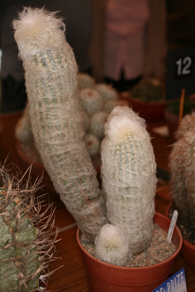 Espostoa Melanostele aka Old Lady/Old Man Cactus Seeds 5 Seeds Free Shipping!
