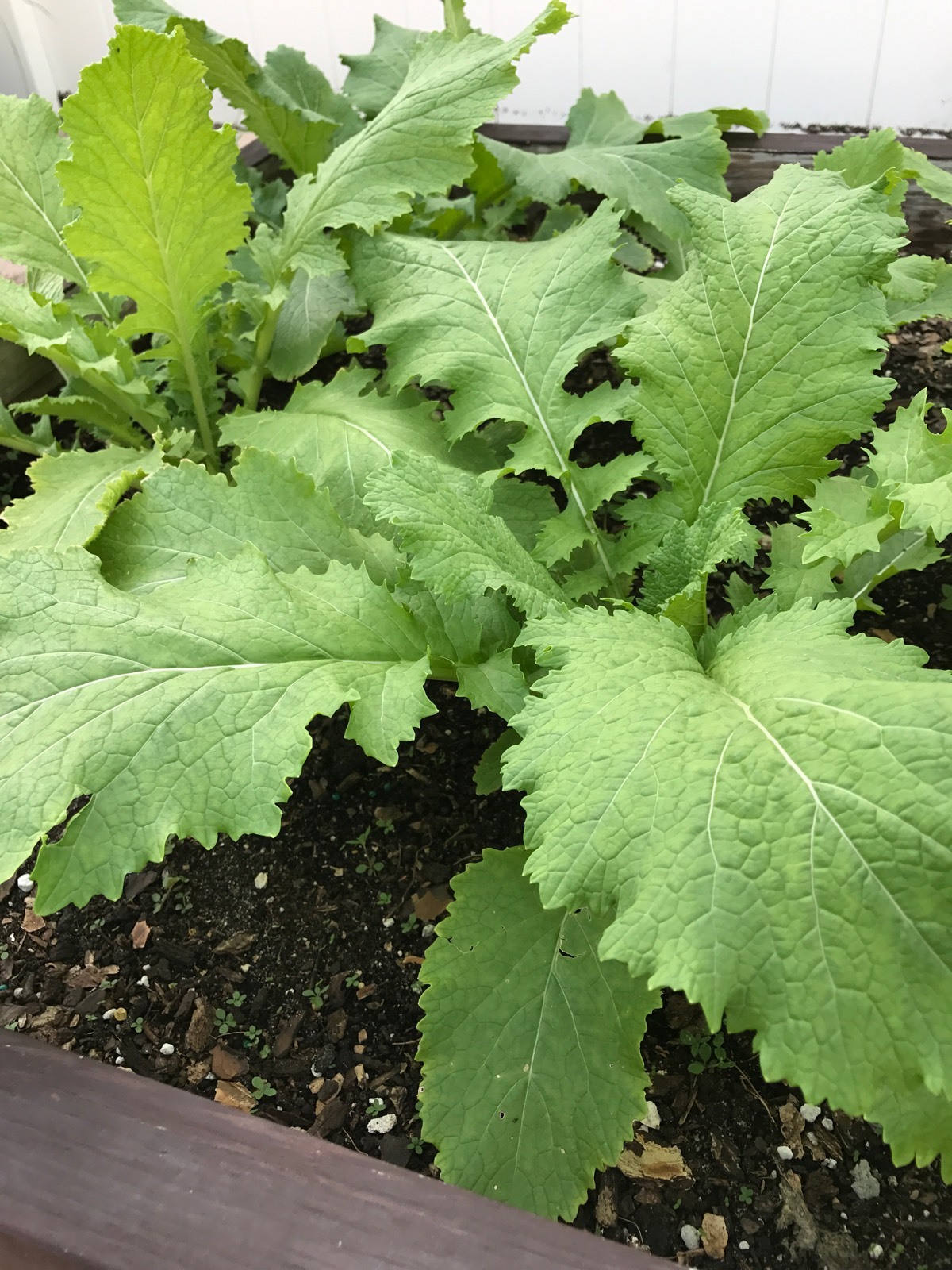 RARE✿ Heirloom Loose Leaf Mustard “Xuelihong” Seeds 100+ ●Vigorous Growth