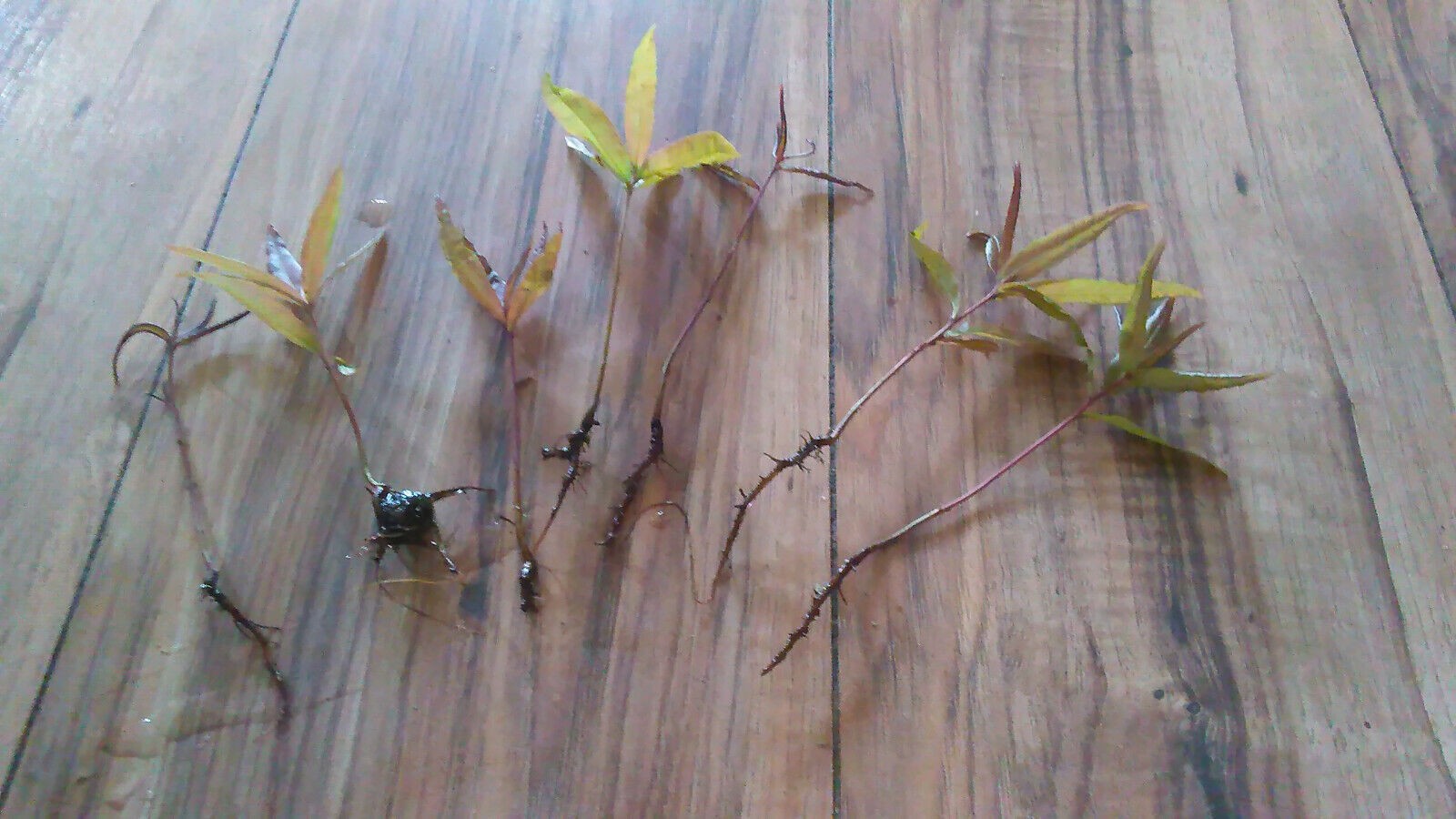 10 Willow Oak (Quercus Phellos) Tree Seedlings