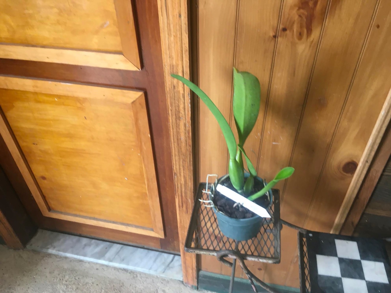 C. Earl ‘Imperialis’ FCC/AOS