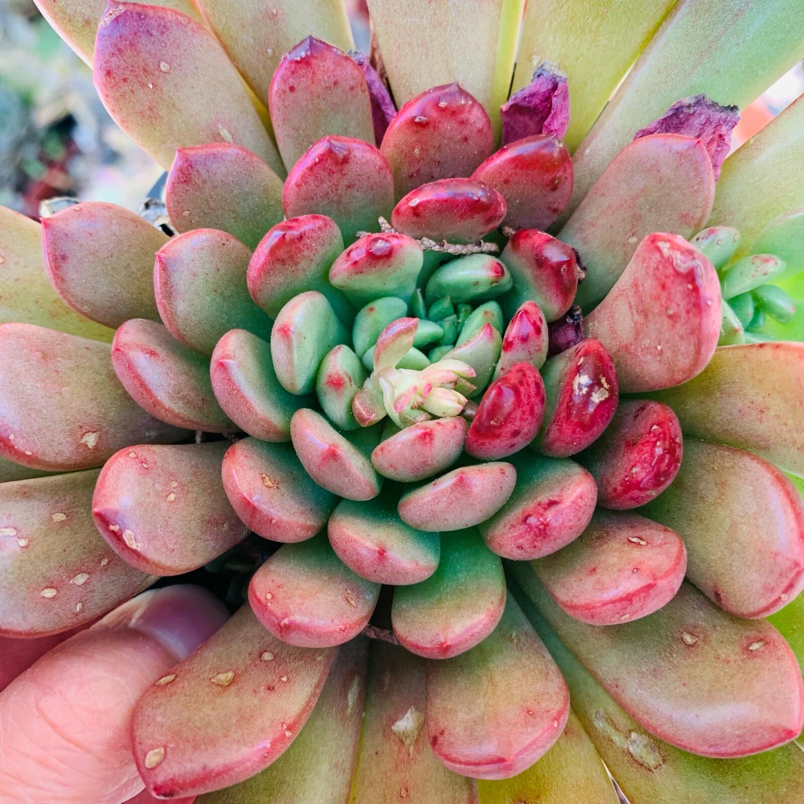 Rare Graptoveria Pink Ruby Cactus Succulent live plant Green Red Pink White red