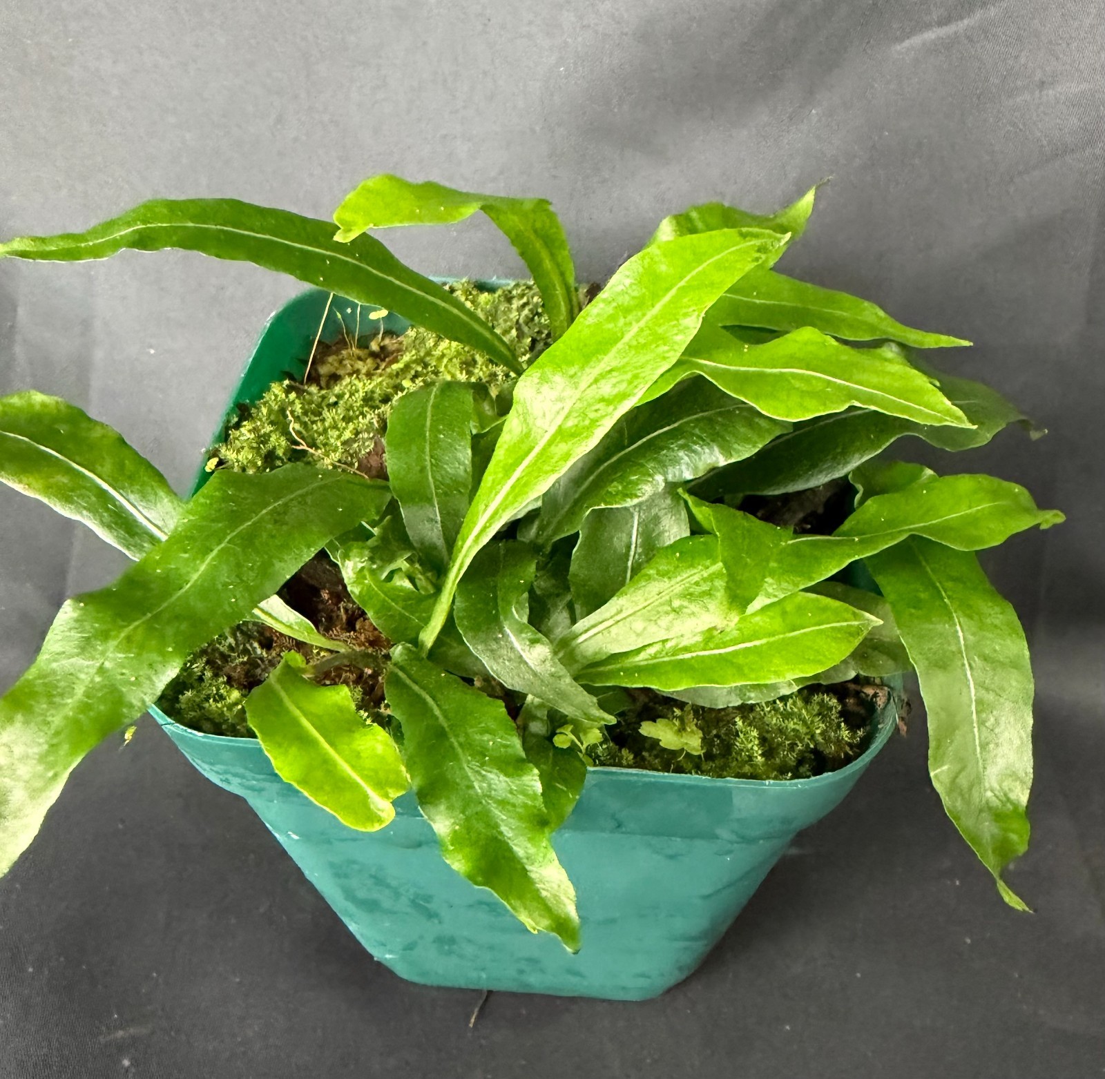 LEPTOCHILUS AXILLARIS- cool mini fern – not staghorn or platycerium