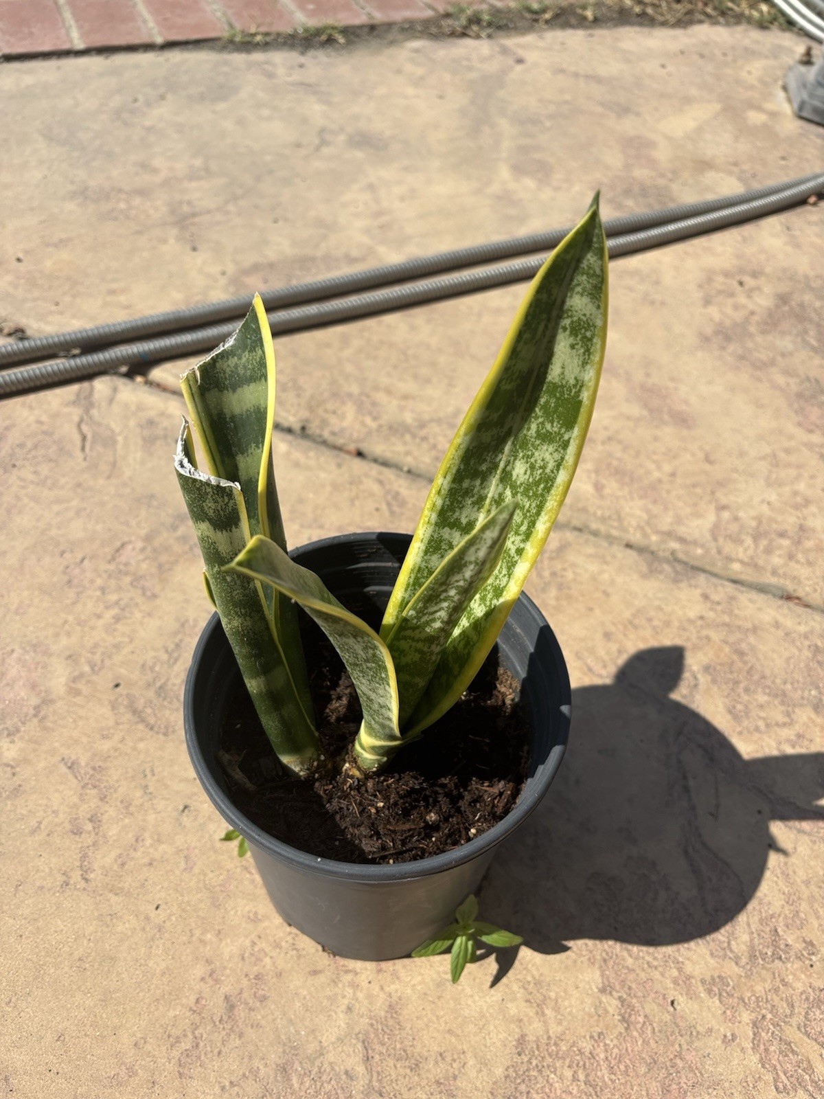 SNAKE PLANT Mother plant ! (Sansevieria Zeylanica Rooted Organic USA Seller