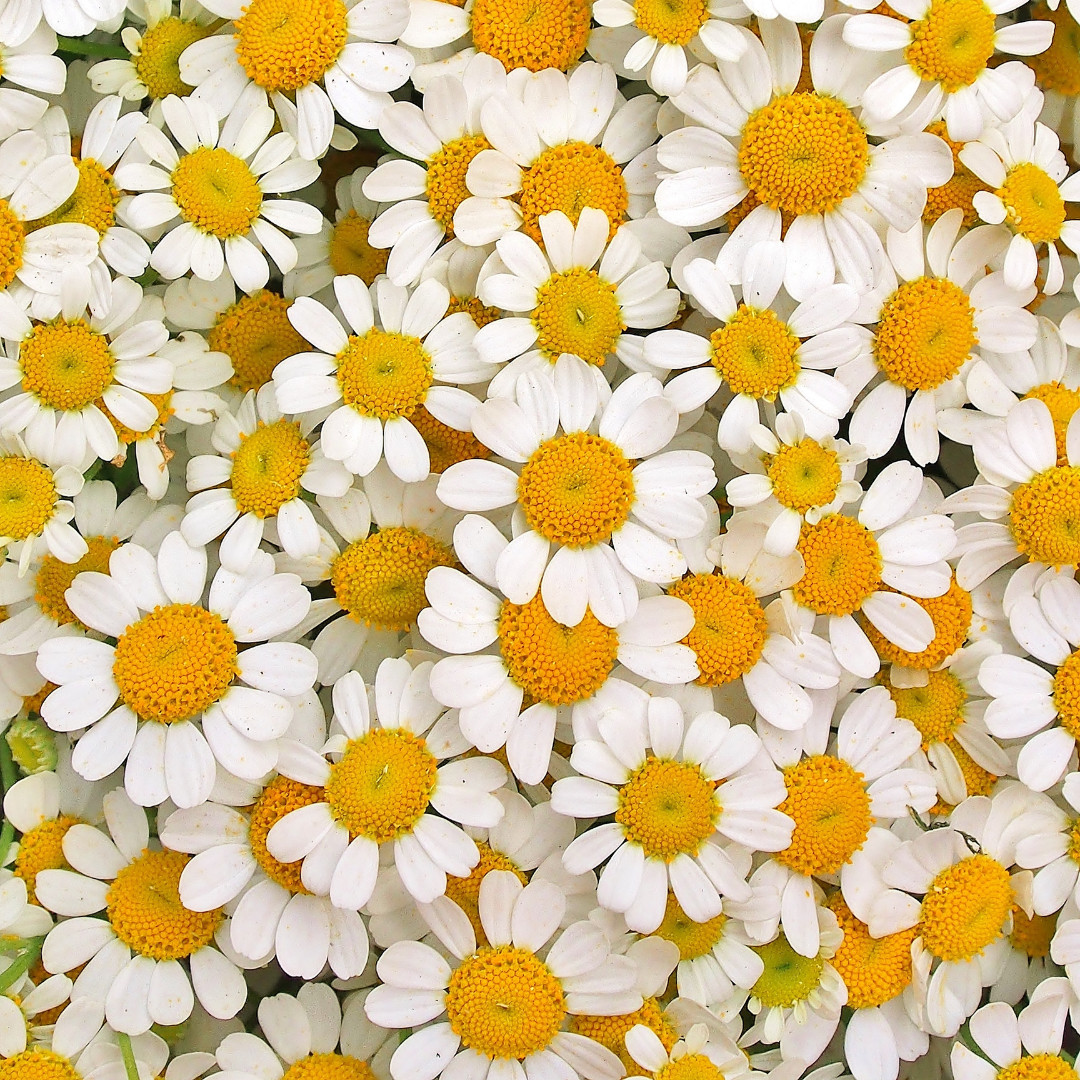Fresh German Chamomile Seeds | Herbal Tea | Heirloom Non-GMO | Flower Seeds