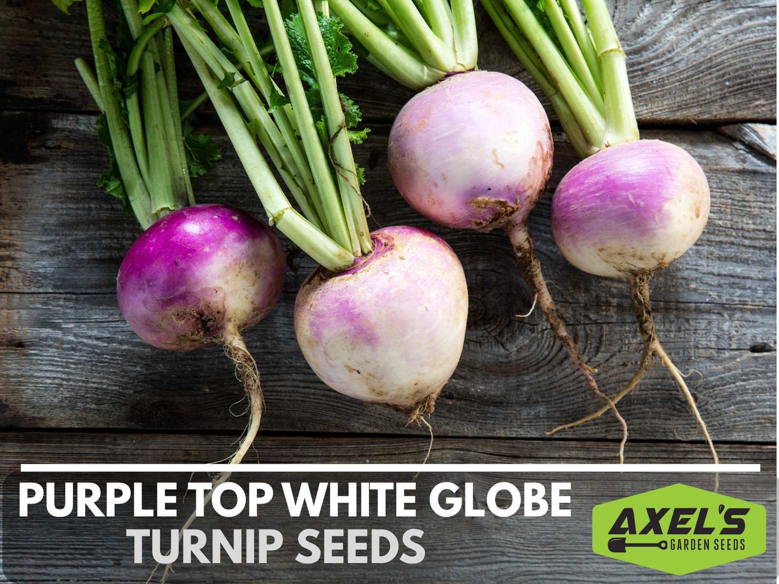 Purple Top Turnip Seeds | Non-GMO | Heirloom | Fresh Garden Seeds