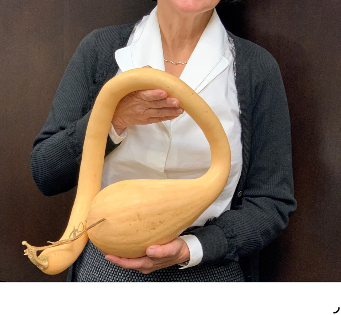 15 Tromboncino Squash Seeds Italian Zuchetta Cucuzzi. Summer and Winter in One !