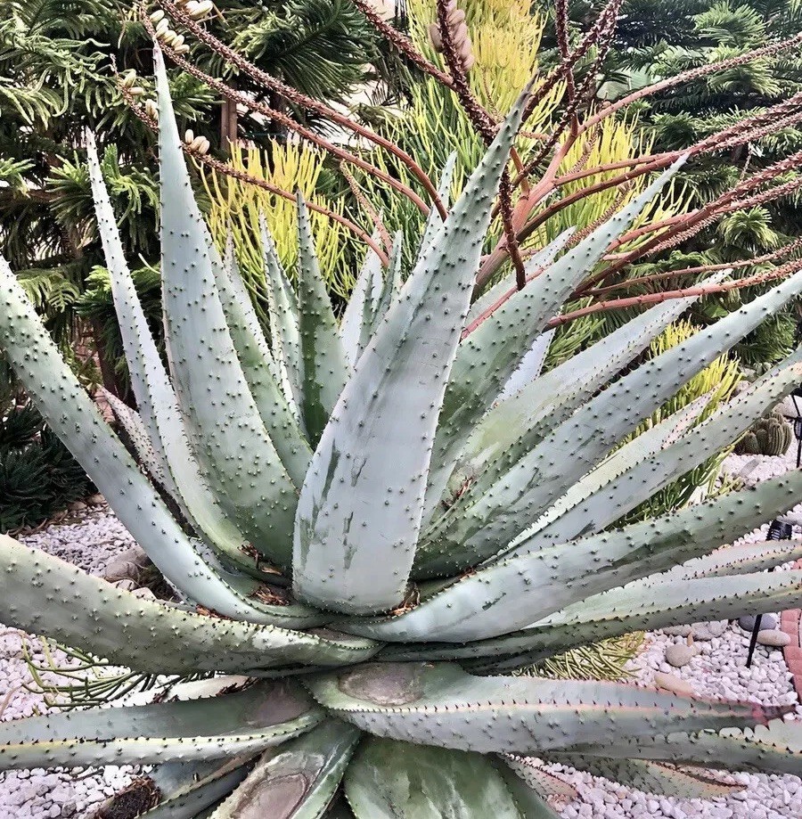 50 SEEDS Aloe marlothii Mountain tree Aloe Harvest: MAY 2026