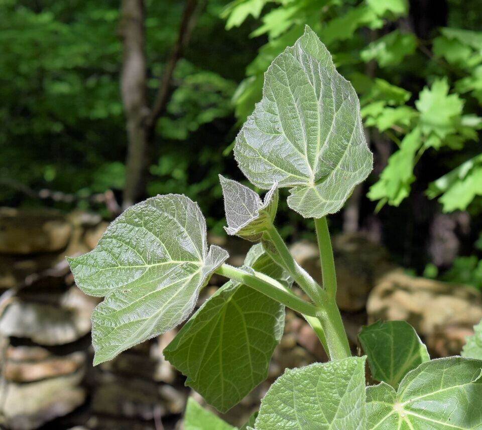 Empress Tree -40 Heirloom Seeds Tropical Plant Collectors Choice-Paulownia