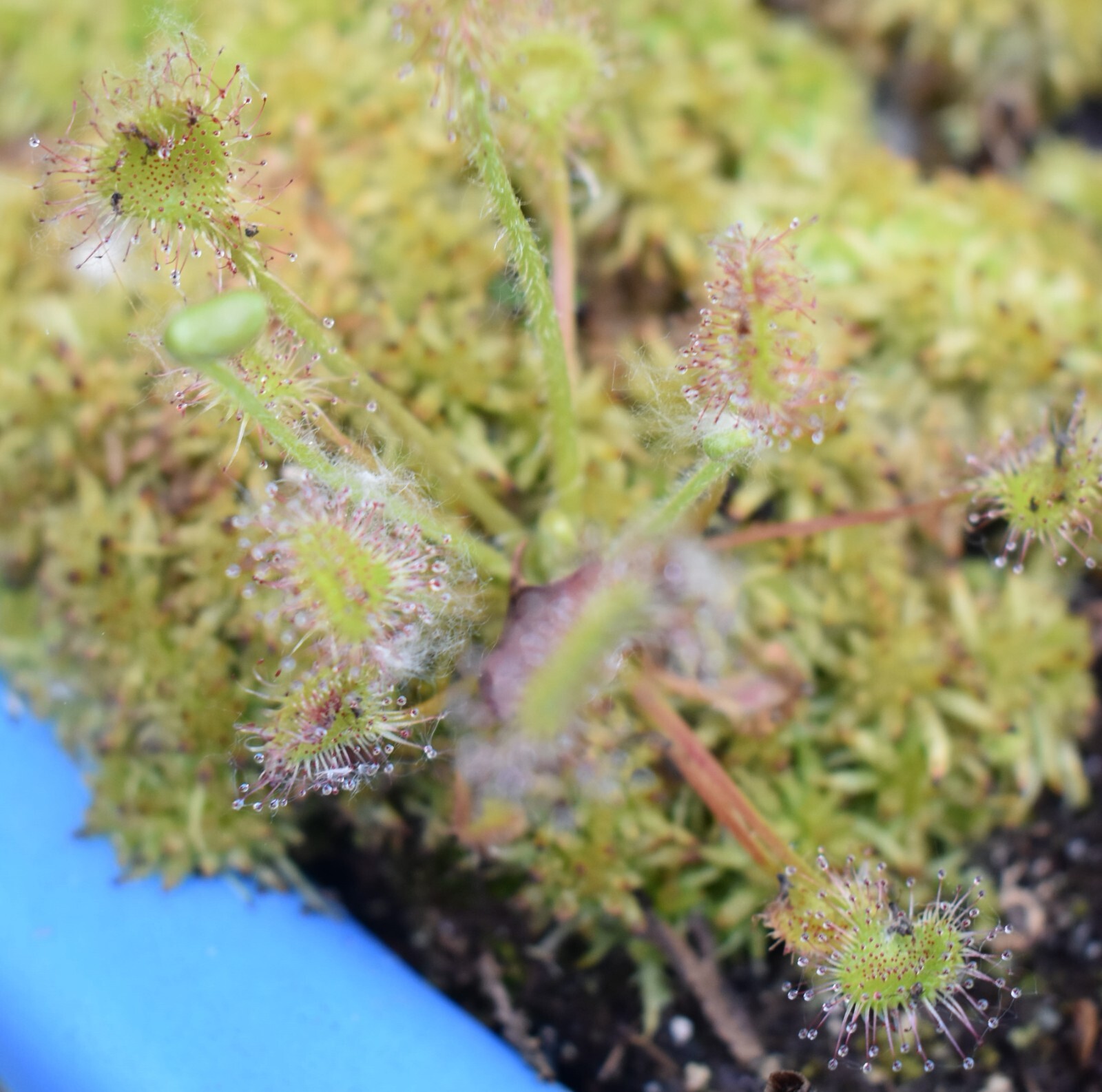 Drosera Rotundifolia Adult Potted Sundew Carnivorous Plant WA Location Data!