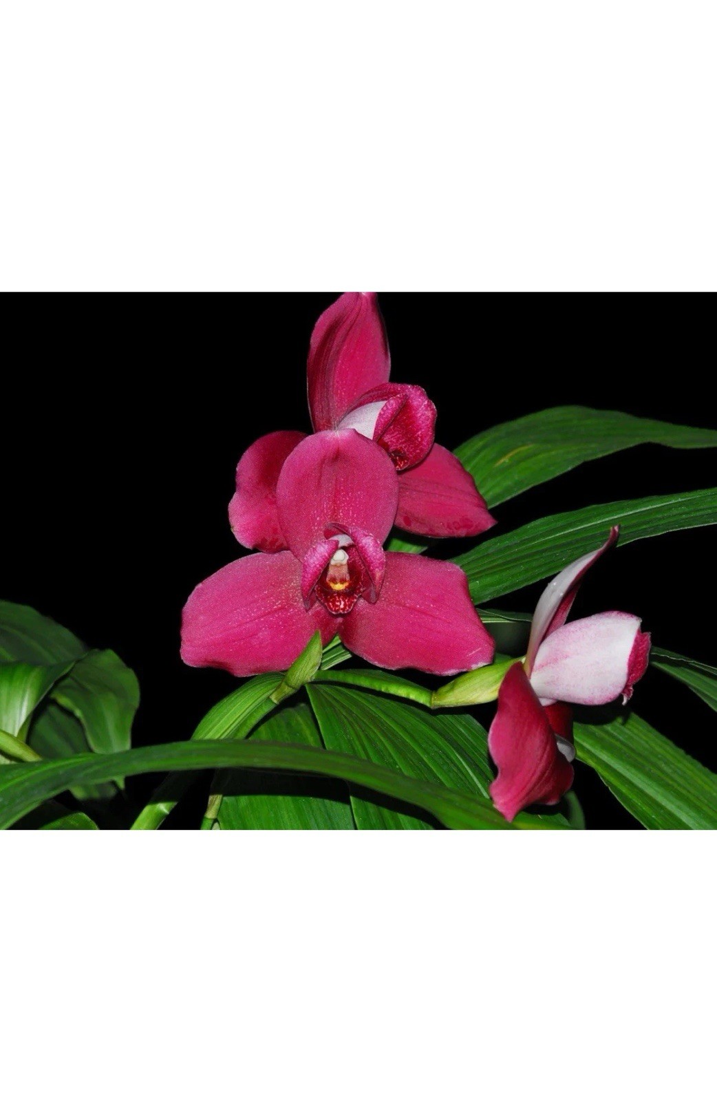‘Pink’ White BS One New 7” Pot House plants shelf house indoor black tree 100