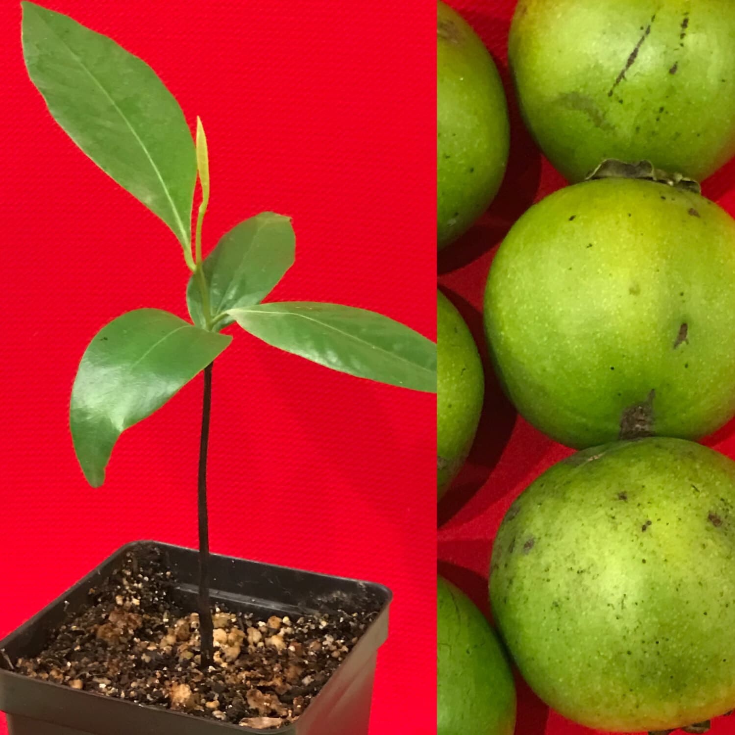 Black Sapote Diospyros Nigra Chocolate Pudding Starter Plant Tropical Fruit Tree