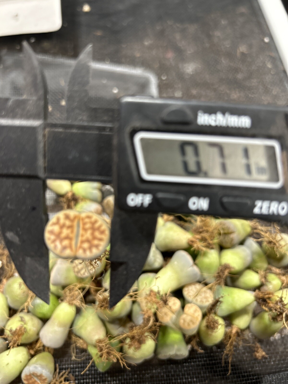 10 Pc Lithops Living Stone (random Mix).plant Size 0.6-07”inches.bare Root
