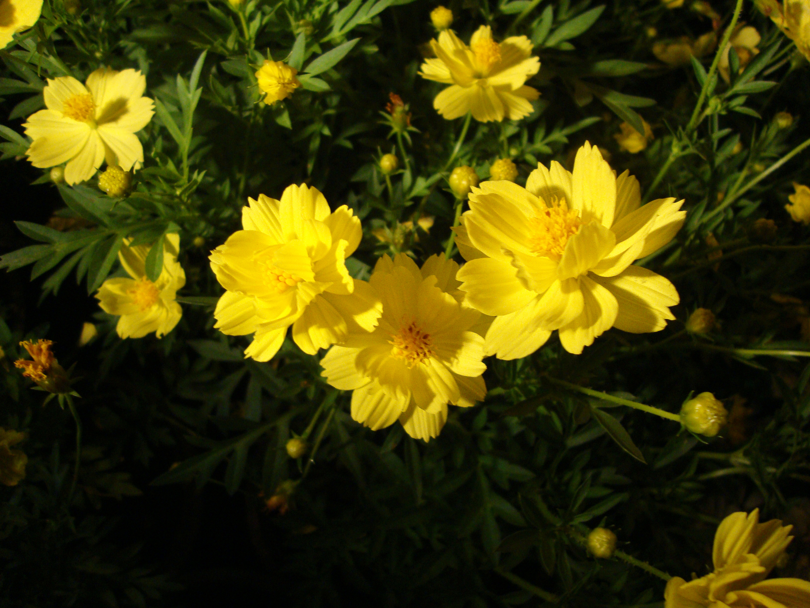 5,000 COSMOS SULPHUREUS Seeds (Yellow Sulphur Cosmos) BULK | Free shipping