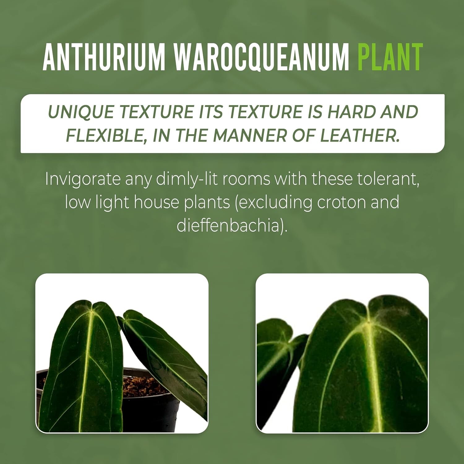 Anthurium Warocqueanum (Pack X2) – Live Plants House – LEAL PLANTS ECUADOR