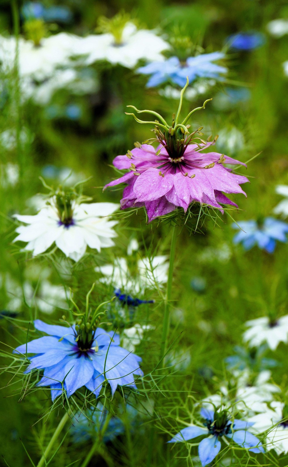 500 LOVE In A MIST PERSIAN Jewels Mix Nigella Damascena Fennel Flower Seeds