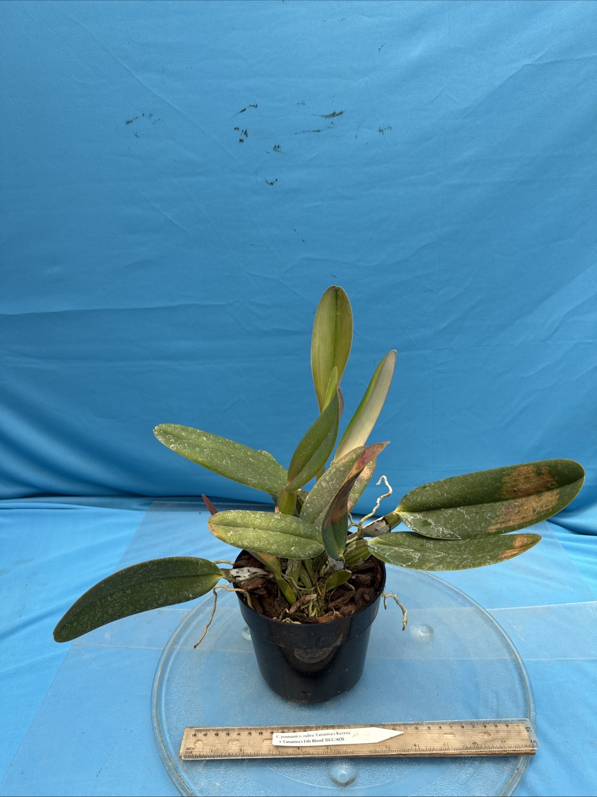 Cattleya jenmanii Rubra Fragrant Species Orchid 7” Pot SHEATH + 3 New Growths