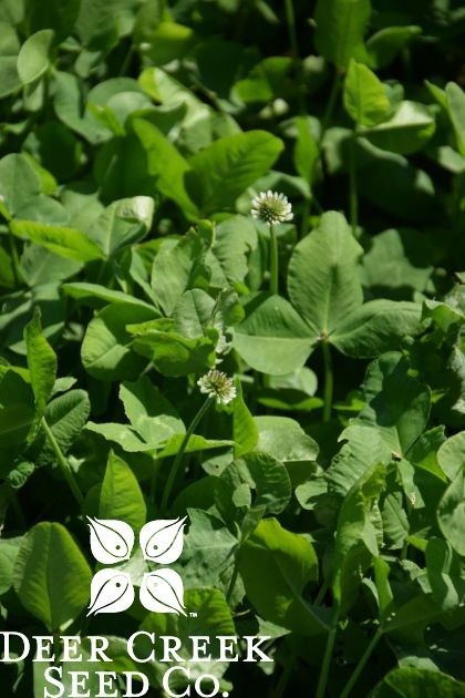 Deer Creek Seed Co. Dutch white clover seed (Pre-inoculated & Coated)