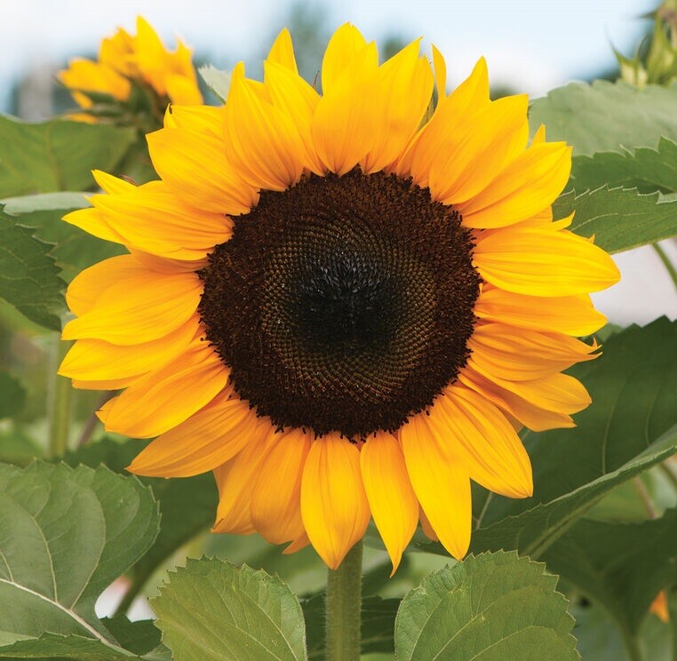 50 Helianthus Seeds Sunflower Procut Orange Excel Cut Flower Seeds Helianthus Se