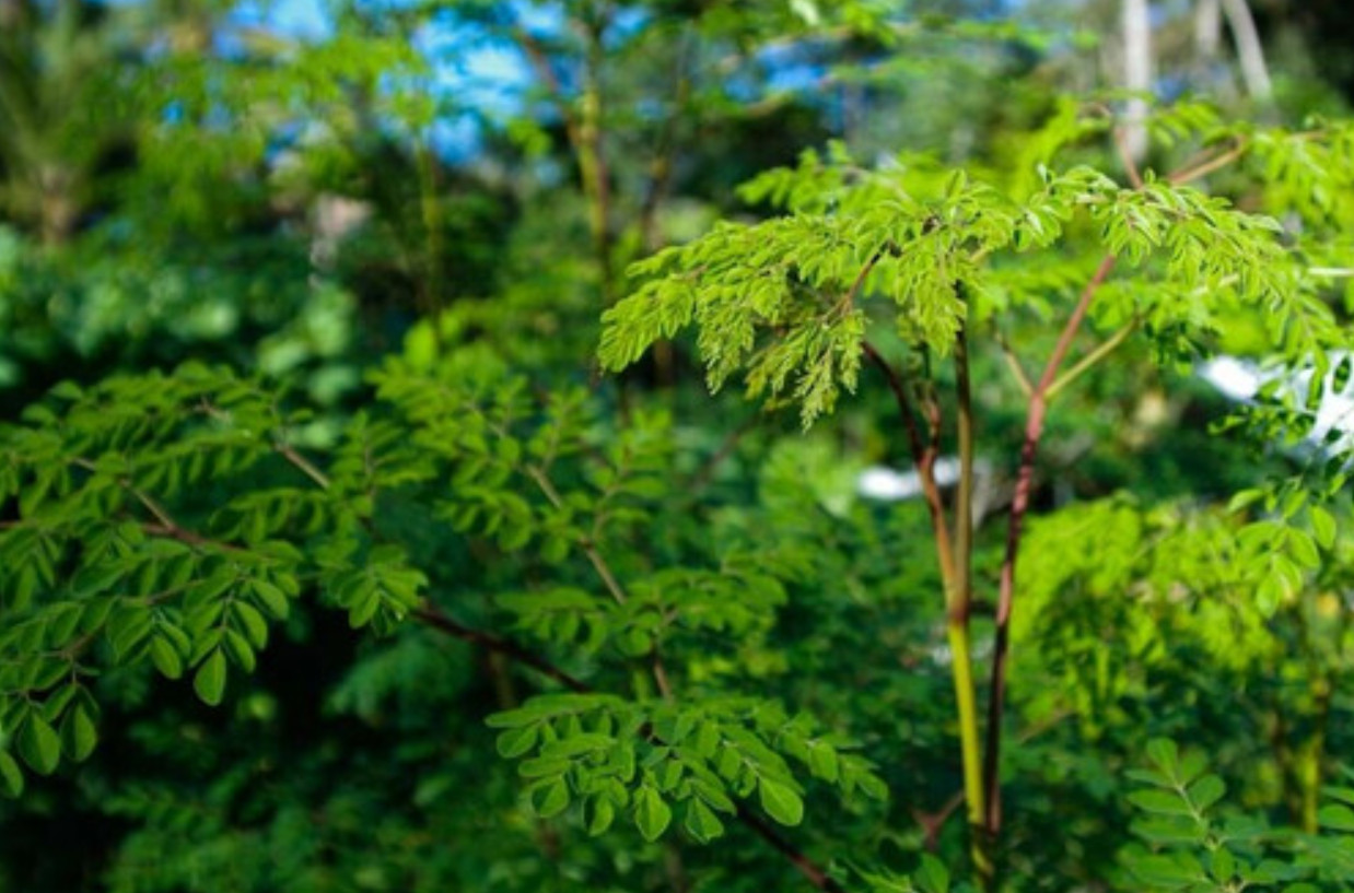 Live Moringa Oleifera Plant – 2 Pot (2 Plants per Pot) – Fast Growing Tree