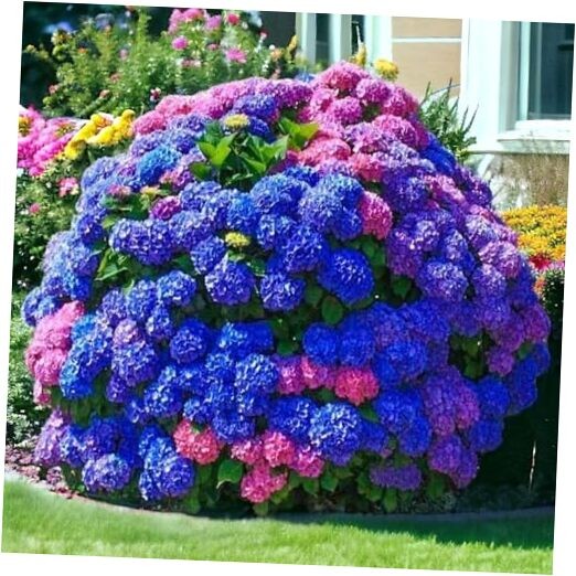 35 Mixed Color Hydrangea Seeds – Blue, Pink & Purple Blooming Flower Seeds for