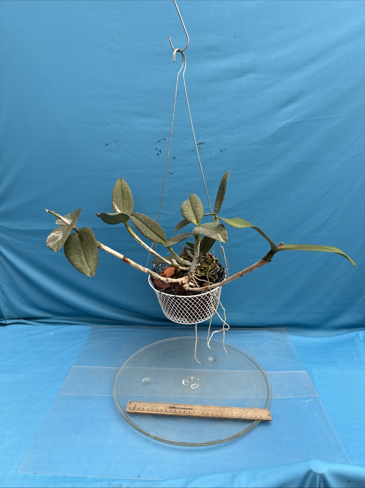 Cattleya Mareeba Tiger ‘Kylo Ren’ AM X ‘Darth Sidius’ AM Orchid Eros 9” Basket