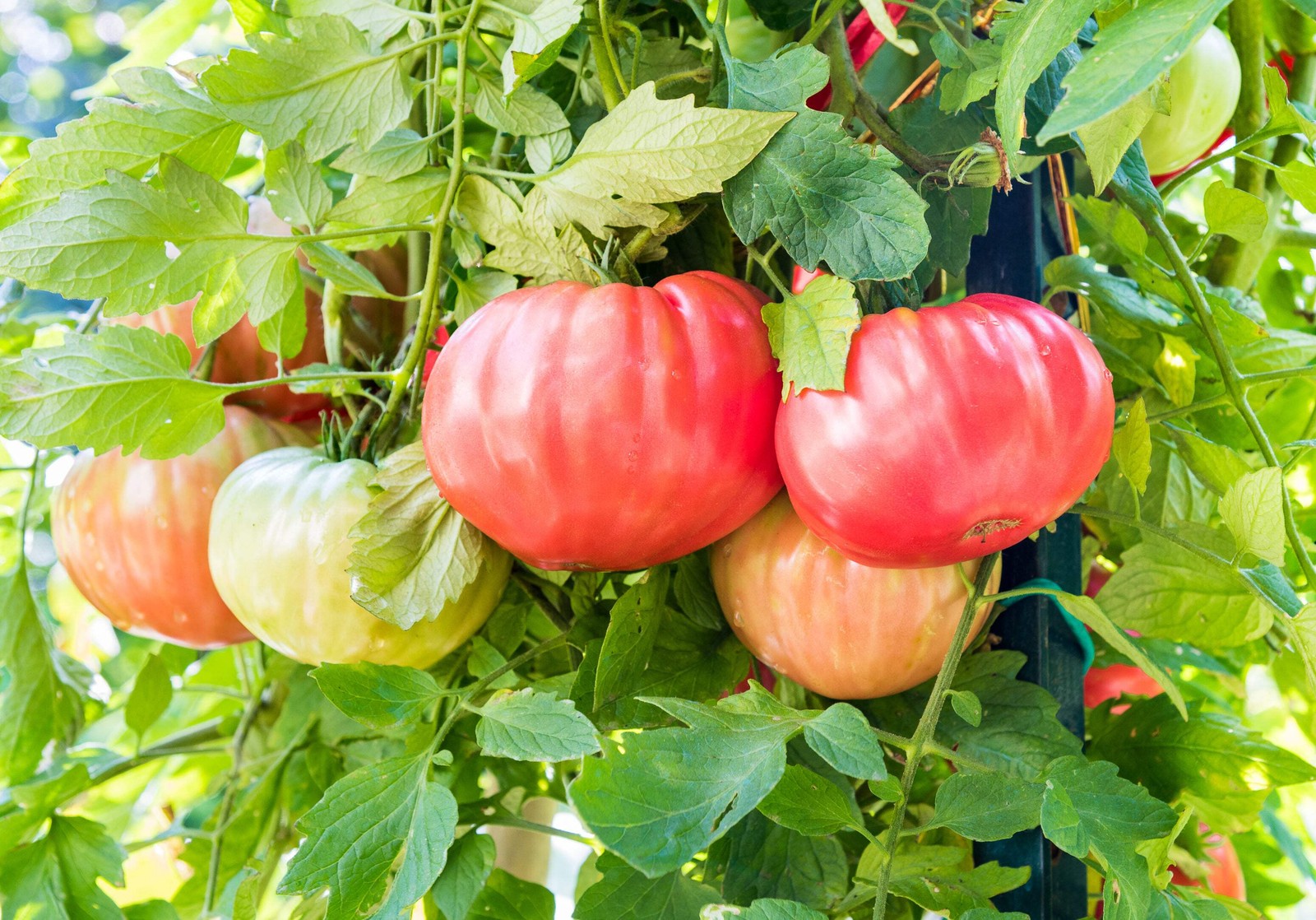 500 BEEFSTEAK TOMATO Lycopersicon Lycopersicum Fruit Vegetable Seeds