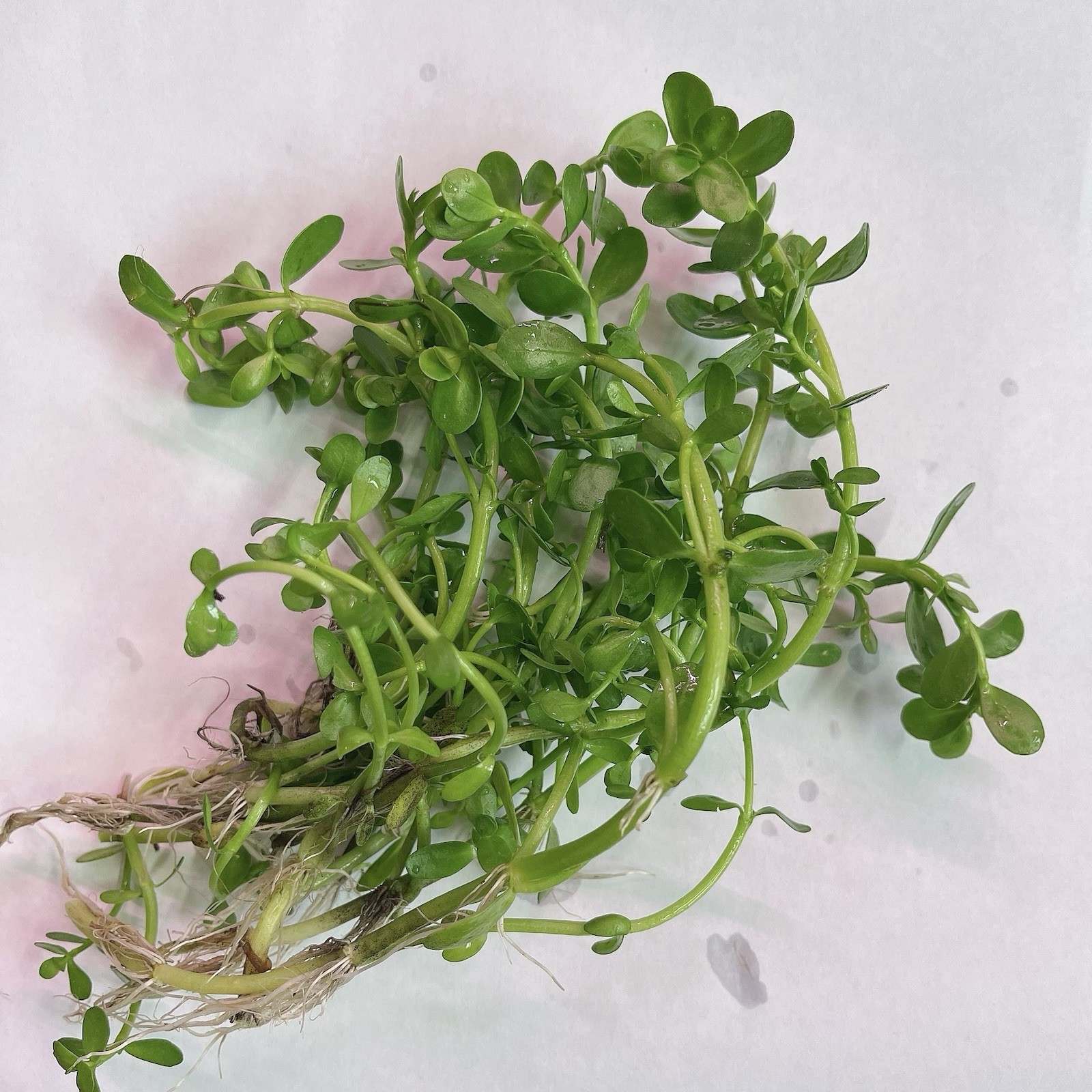 Combo: Bacopa Live Aquarium Plant & Guppy Grass. Buy 2 Get 1 Free
