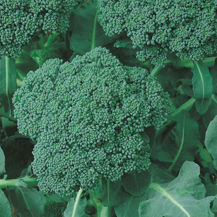 GREEN SPROUTING CALABRESE BROCCOLI SEEDS ORGANIC NON – GMO, 2025 Season