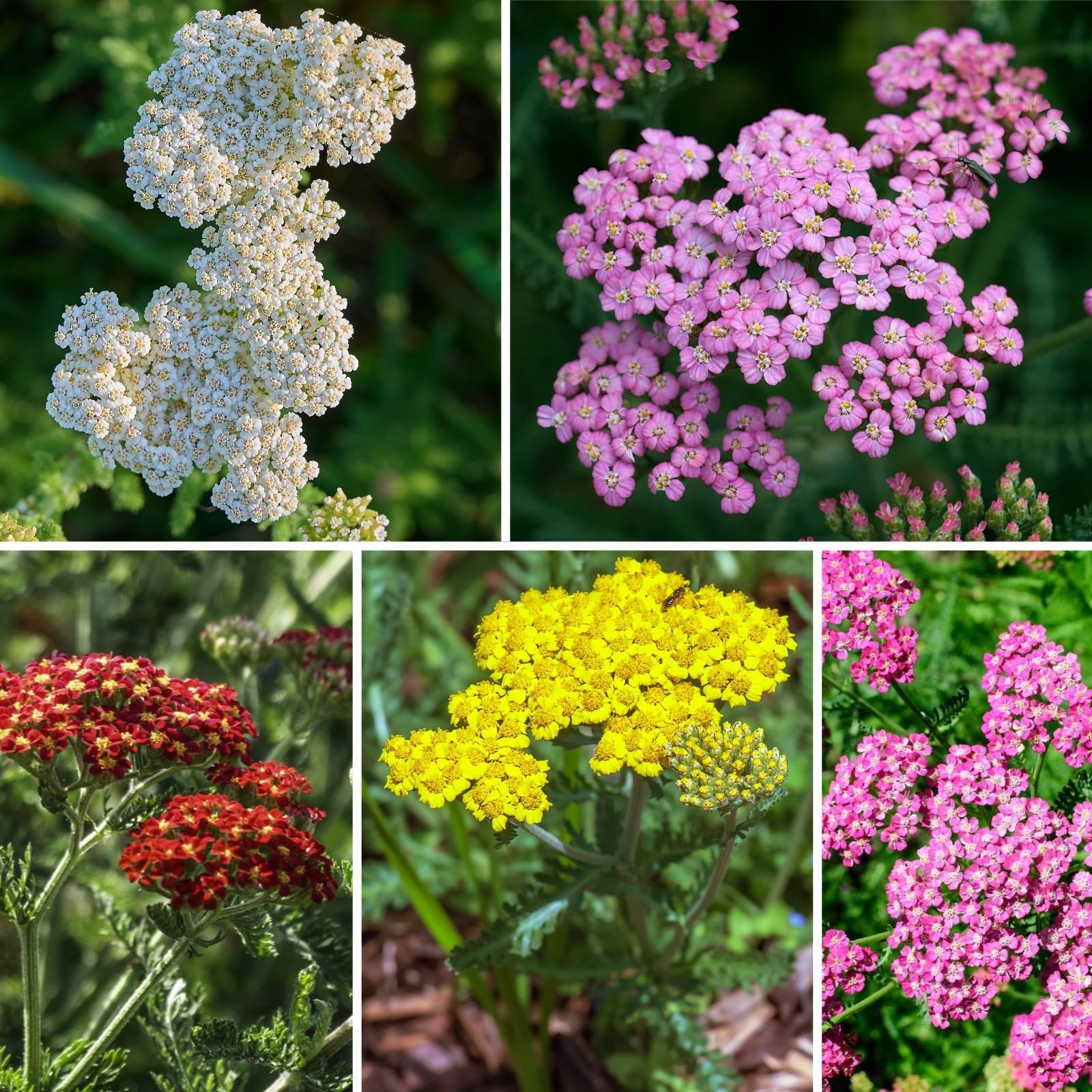8000+ Yarrow Seeds for Planting 5 Packs Colors Mixed, Achillea Millefolium P…