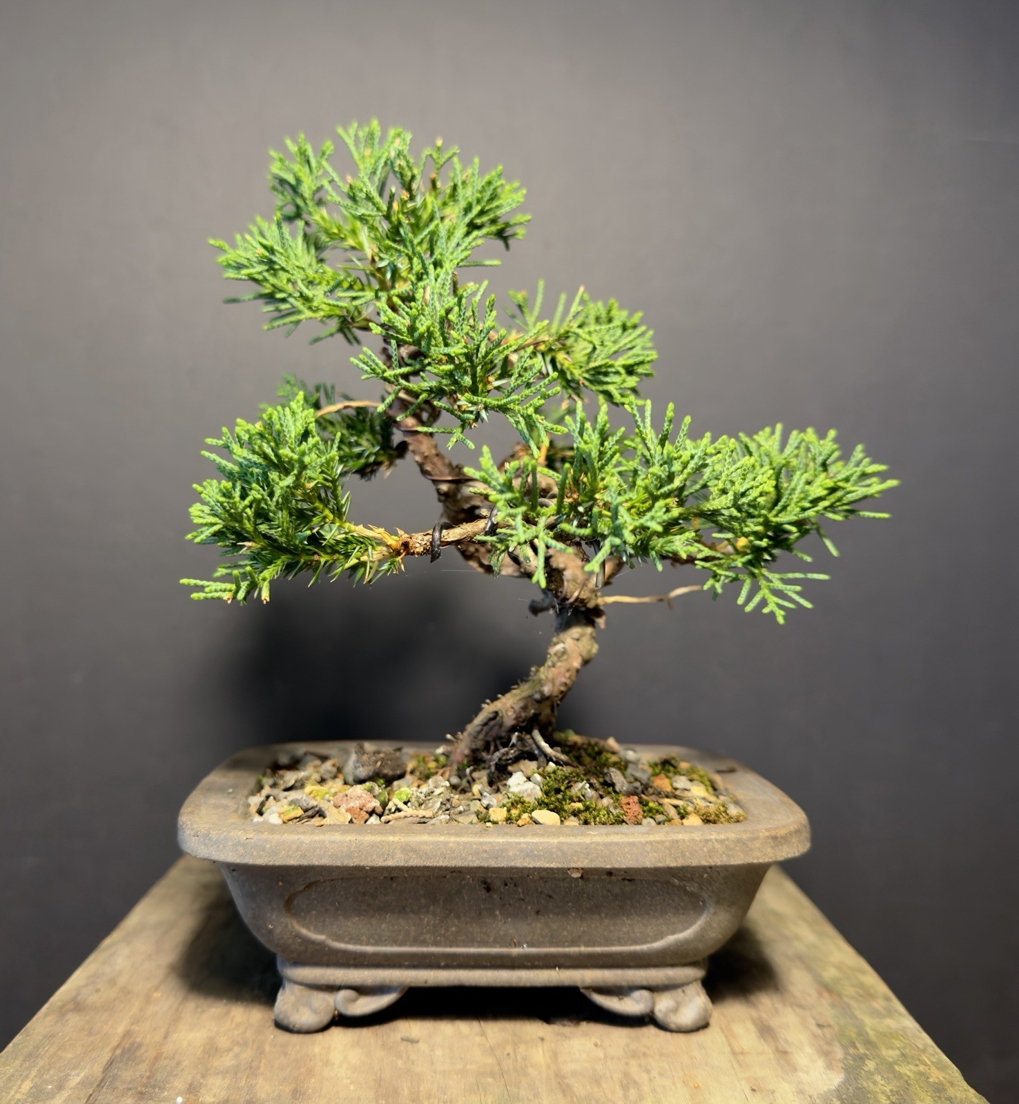Shimpaku Mame Bonsai Itoigawa 8” Tall Jin/Shari, Yixing pot W Chop