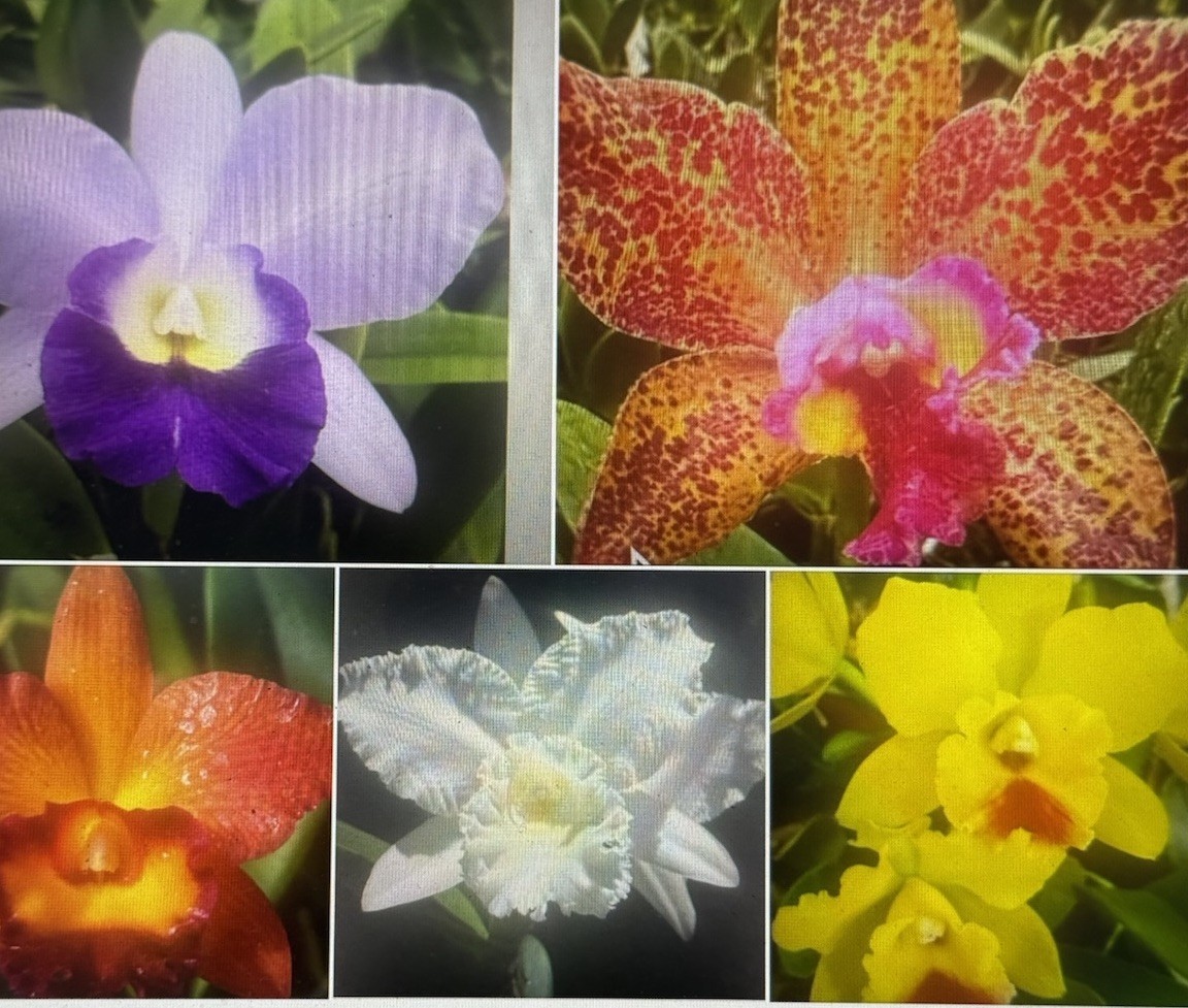 Orchid Plant Cattleya 5 stem good healthy division bloom size no tag BR