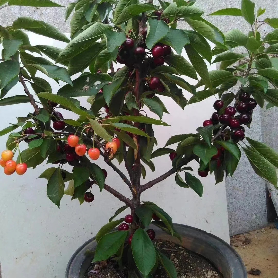 Live Bare Root Cherry Sapling, Easy Care Home Garden Decor
