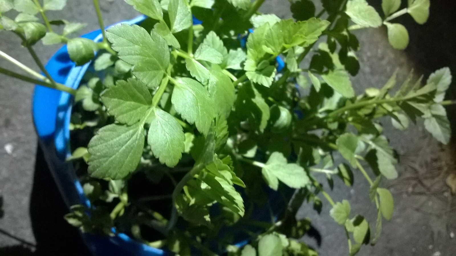 Korean watercress/ minari plants 12 Bare roots+ 12 FREE FOR GOOD MEASURE