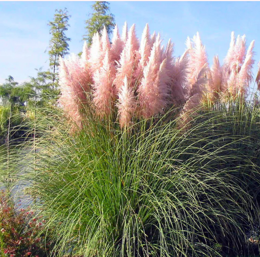 Cortaderia “Pampas Grass Pink” Live Plant – 3-5 Inches Tall – Ship No Pot