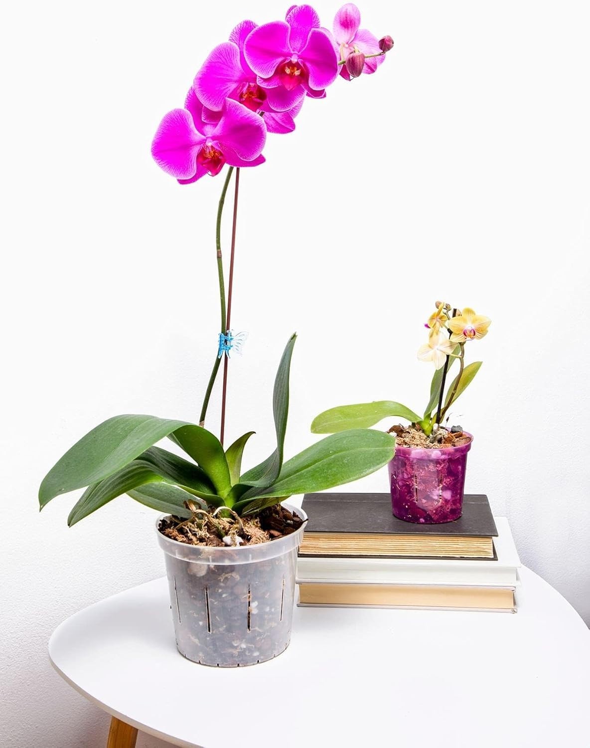 64 Oz Orchid Potting Mix – Handcrafted Blend for Phalaenopsis Orchids